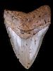 Fossilized Megaladon Shark Tooth