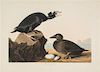 (AUDUBON, JOHN JAMES, after) HAVELL, ROBERT. Black or Surf Duck, Fuligula Perspicillata, plate CCXVII, no. 64. J. Whatman, 1836.
