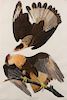 AUDUBON, John James (1785-1851). Brazilian Caracara Eagle (Plate CLXI)