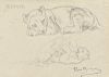 Rosa Bonheur (French, 1822-1899)  Studies of the Artist's Lion Cub, Fathma