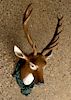 PAINTED CAST IRON WALL MOUNTED DEER HEAD
