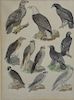 Pair of Falcon Studies, watercolor pencil on paper, each having several types of falcons and game birds, one with nine figures and t...