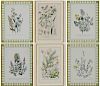 Six Framed Botanical Prints