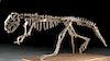Nearly Complete Fossil Psittacosaurus Dinosaur Skeleton