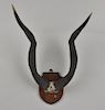 African Antelope Trophy Horns