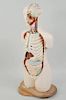 Vintage Medical Anatomical Model On Stand