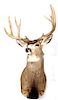 5x5 Montana Trophy White Tail Deer Mount