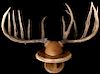 MASSIVE Trophy Whitetail Deer European Mount