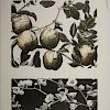 María Sada. Frutas. Litografía, 141/150, Firmada y con monograma en plancha. Sin enmarcar. 56 x 43 cm