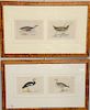 Set of eight colored lithographs in four frames of The History of British Birds by Reverend F.O. Morris, published in London by Groo...