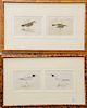 Set of ten colored lithographs in five frames of The History of British Birds by Reverend F.O. Morris, published in London by Groomb...