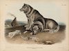 John James Audubon, Esquimaux Dog.