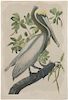 John James Audubon, Brown Pelican. Bien Edition.