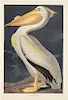 John James Audubon, American White Pelican.