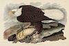 John James Audubon, White-headed Eagle.