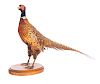 Ring-Neck Pheasant Taxidermy Mount