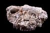 Montana Oreodont Merycoidodon Gracilis Skull