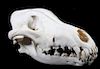 Montana Timber Wolf Taxidermy Skull