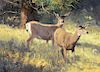 Ken Carlson (b. 1937): Mountain Meadow – Mule Deer