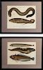 Two Lithographs of Fish and Eel