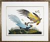 Fine Pair of Hand Colored Lithographs on Paper of Tropical Birds Titled "Bird of Paradise & Exotic Bird"