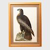 After John James Audubon (1785-1851):  Bird of Washington; Wood Ibiss; and Hooping Crane