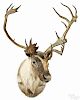 Taxidermy shoulder mount of a caribou, 44'' h. Provenance: From the estate of Rodney Ness