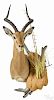 Taxidermy shoulder mount of an African impala, 36'' h. Provenance: From the estate of Rodney Ness