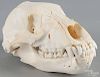 Grizzly bear skull, 11'' l. Provenance: From the estate of Rodney Ness-Ness Taxidermy