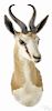 Taxidermy shoulder mount of a springbok, 29'' h. Provenance: From the estate of Rodney Ness