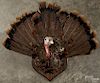 Taxidermy shoulder mount of a turkey with a tail fan, 24'' w.