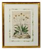 Two Botanical Prints <br>12 3/4 x 9 1/4 inches.