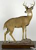 Taxidermy full-body mount of a ten-point whitetail deer on a decorative platform base, 72 1/2'' h.