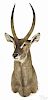 Taxidermy shoulder mount of a waterbuck, 60'' h. Provenance: From the estate of Rodney Ness