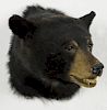 Taxidermy head mount of a black bear, 20'' h. Provenance: From the estate of Rodney Ness