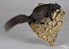Taxidermy full-body mount of a black squirrel, on a bark plaque, 13 1/2'' h.