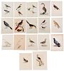 Group of Ornithological Prints
