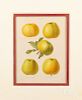 Two Alice Ellis color lithographs of apples