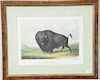 After George Catlin, colored lithograph, Buffalo Bull, Grazing No 2, published at James Ackerman's lithographic rooms. sight size: 1...