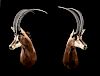 A PAIR OF SCIMITAR HORNED SABLE ANTELOPE TROPHY HEAD MOUNTS,