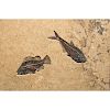 LARGE FOSSILIZED EOCENE FISH IN COMBINATION TILE