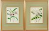 19th C. English Floral Orchid Lithographs, 2