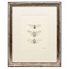 STUDY OF INSECTS. MEXICO, 20TH CENTURY. Graphite on paper. Signed: "G. DE OVANDO"