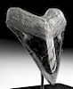 Gorgeous Large Megalodon Tooth