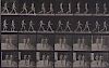 Eadweard Muybridge - Animal Locomotion: Plate 12