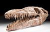 Moroccan Late Cretaceous Fossilized Mosasaur Skull