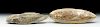 Lot of 2 Brazilian Fish Fossils - Early Cretaceous