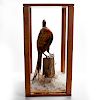 TAXIDERMY PHEASANT IN CASE