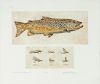 Two Fly Fishing Lithographs
largest 22 x 21 inches