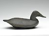 Rare black duck, George "Wash" Barnes, Havre de Grace, Maryland.